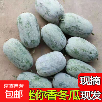 挂霜翠玉高原迷你冬瓜现摘新鲜蔬菜清新刮油减脂减肥 带箱 9斤