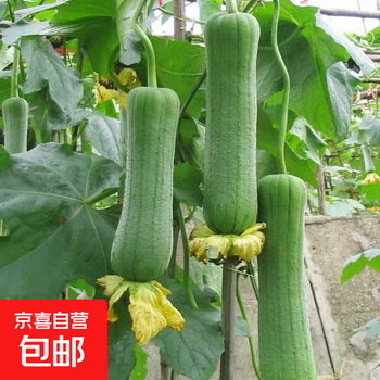 京喜加 山东短胖肉丝瓜青丝瓜肉棒丝瓜 1.5斤