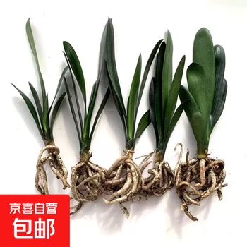 大盆君子兰盆栽名贵国宝级花卉苗绿植物圆头和尚室内客厅四季好养 【特惠款】5-8片叶子+土送肥料 送肥料
