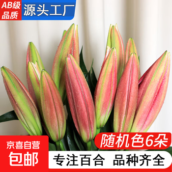 AB级优质香水百合鲜花水培插花家庭办公生活水养鲜切花苞直发1 高品质【AB级随机色大花苞】香水百合花6朵+百合粉