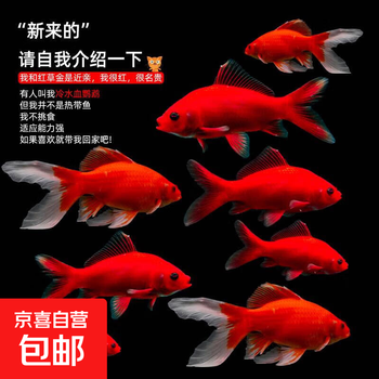 三色锦鲤鱼活体观赏鱼活鱼小型大型易养冷水淡水鱼锦鲤易活金鱼 3-5CM冷水鹦鹉一条