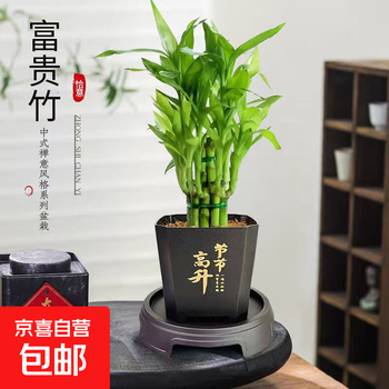 特价富贵荷花竹盆栽植物室内净化空气绿植办公室桌面四季好养盆栽 荷花竹+节节高升盆+圆底座【1盆】 盆口直径约8cm