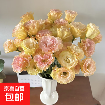 无刺玫瑰洋桔梗鲜切花送女友（20-30个花苞） 随机色