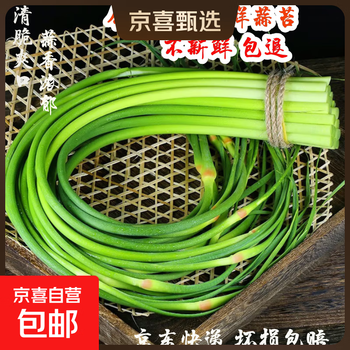 今年头茬新鲜蒜苔生鲜超市品质蒜薹蔬菜调料凉拌炒制即食蒜苔 2斤【新鲜蒜薹】