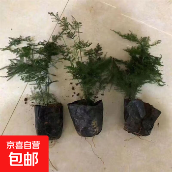 文竹盆栽植物办公室内绿植花卉客厅净化空气四季常青大棵文竹盆景 15-20厘米小文竹(带土球发货)
