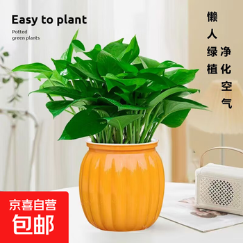 新特价绿萝盆栽室内客厅办公吸甲醛净化空气水培植物绿植花卉好养 【1盆】绿萝+橙色南瓜盆自吸水 整体含盆高度20-25cm