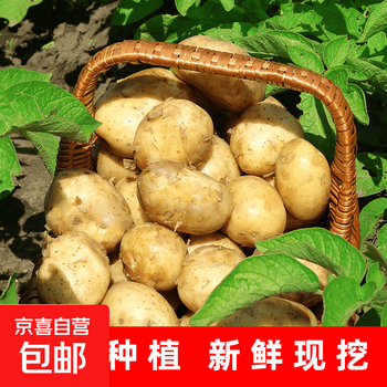 京喜加新鲜黄心土豆农家自种黄皮马铃薯黄心洋芋减脂早餐新鲜蔬菜 黄心土豆 2斤 带箱 50g起/单果