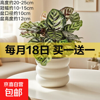 京东 每月18号买一送一活动合集的图片 第16张