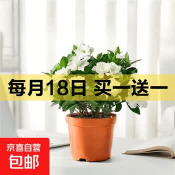 京东 每月18号买一送一活动合集的图片 第30张