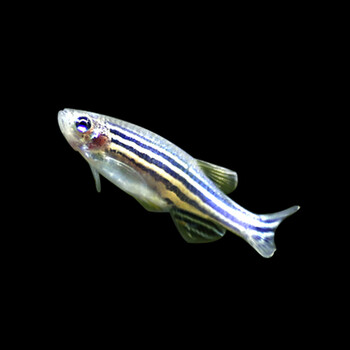 观赏鱼活体鱼热带鱼水族宠物鱼新手练手热带斑马鱼淡水小型鱼 黑斑马5