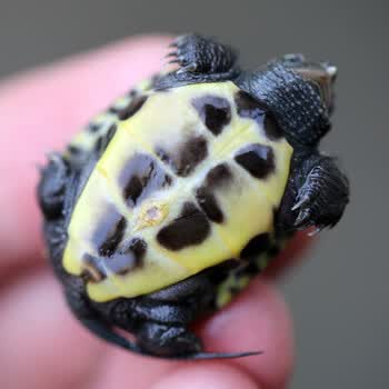 草龟苗锦集金线黑墨田黄花杂草极黑小乌龟活体 鄂南田黄草龟苗(龟弟)