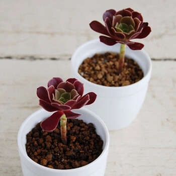 萌肉居真便宜多肉一毛多肉多肉植物24款新品区办公室室内萌植物盆栽组合玉露肉肉植物盆栽黑法师单株 图片价格品牌报价 京东