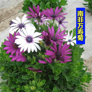 花萌萌矮生花卉种子南非万寿菊四季种易活宿根花种子室外春天花籽庭院耐寒植物南非万寿菊种子0粒装 图片价格品牌报价 京东