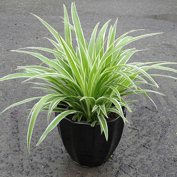 阿克苏河 金边吊兰 金心吊兰青叶吊兰水培植物盆栽花卉绿植 金边吊兰