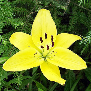 百合花盆栽百合种球花种子香水百合带芽发货土培套餐百合种球四季好养活绿植花卉盆栽香水百合黄色 种球 图片价格品牌报价 京东