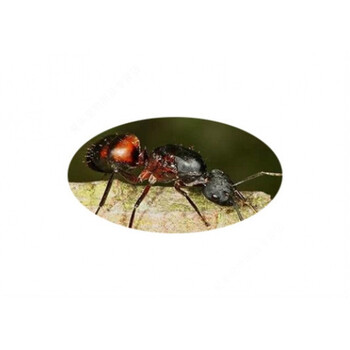 血斑弓背蚁 camponotus cruentatus宠物蚂蚁活体生日礼物科普摄影 1后
