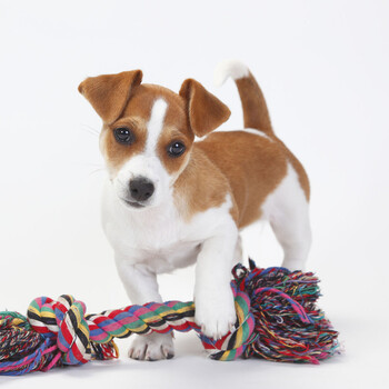 杰克罗素梗幼犬活体纯种狗狗公母都有 母