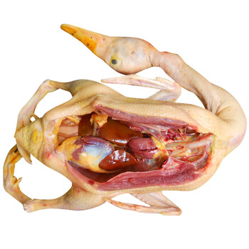 农家姑娘老鸭子红头鸭番鸭新鲜鸭子肉农村土鸭子番鸭整只装红头鸭5斤