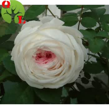 中国古老品种【 粉妆楼/玉玲珑】粉色多花阳台盆栽浓香月季花苗a