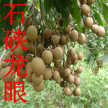 兰竹轩 龙眼树苗盆栽当年结果四季龙眼苗南方