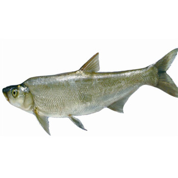 白色鱼名字图片