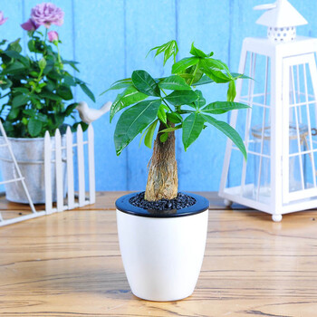 世纪奥桥 绿植盆栽绿萝发财树室内花卉盆栽花卉盆栽水培植物盆景 发财