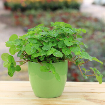 唯友 盆栽植物雾霾天气居家必备吸毒草吊兰薄荷强力吸附甲醛花卉绿植