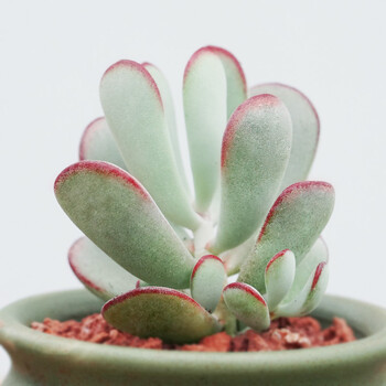 多肉花卉 中华福娘 多肉植物盆栽花卉 绿植新手园艺 中华福娘单头4