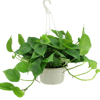 金边吊兰金心吊兰盆栽水培植物花卉绿植 绿萝一盆