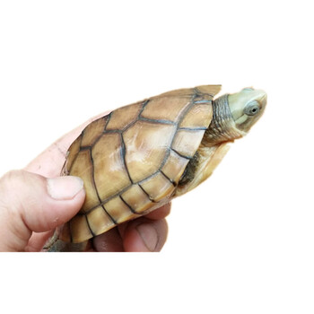 【活鲜】蟹爱 北种黄喉龟金钱活体苗金头小青 6-9两 (母) 一只 盒装