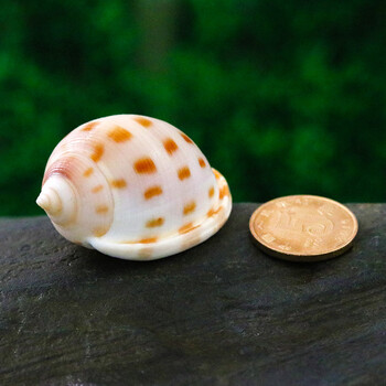棋盘螺天然贝壳海螺婚庆鱼缸造景水族装饰拍摄道具漂流瓶创意材料sn