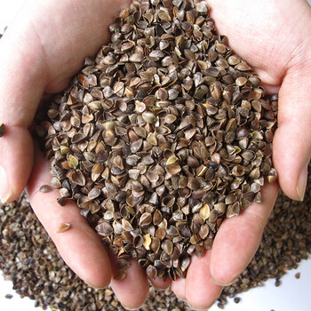 荞麦皮散装 荞麦护颈椎枕头芯荞麦壳填充物 散装枕芯填充 甜荞荞麦壳