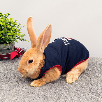 小兔子衣服夏季薄款用品宠物兔衣服服饰垂耳兔兔侏儒兔裙子超小号 藏