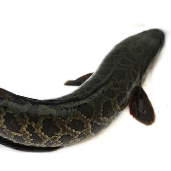 密农人家 水库野生 黑鱼 乌鱼 1000g_ 7折现价密农人家 水库野生 黑鱼