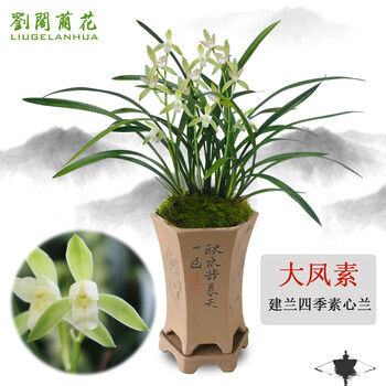 劉閣蘭花四季素心大凤素夏带花苞出售有香味的花苗室内阳台绿植物花卉盆栽 2苗连体裸根