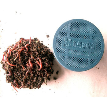 活体蚯蚓鱼饵饵料鲫鱼饵鱼料鱼饵钓饵 钓鱼小药渔具垂钓用品50条左右