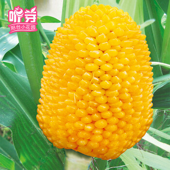 咿芽 菠萝玉米15粒装