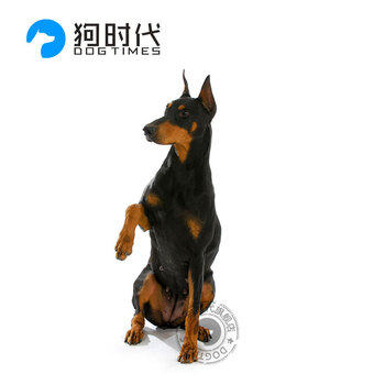 狗时代杜宾犬幼犬活体纯种血统视频挑选全国配