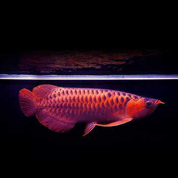 印尼红龙 印尼纯血龙鱼活体热带观赏鱼印尼一号红龙 辣椒赤血超血红龙