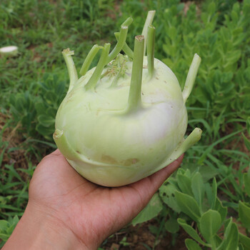 密农人家农家种植新鲜苤蓝水果苤蓝现拔发货450g新鲜蔬菜450g