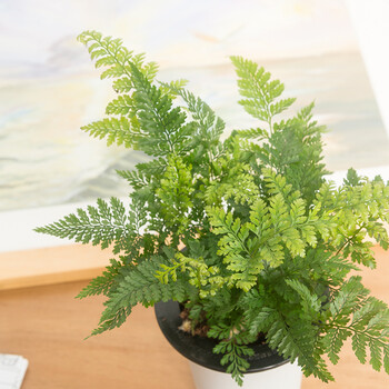 花猫花园狼尾蕨盆栽包邮水培植物室内办公室狼尾草吸甲醛净化空气 狼