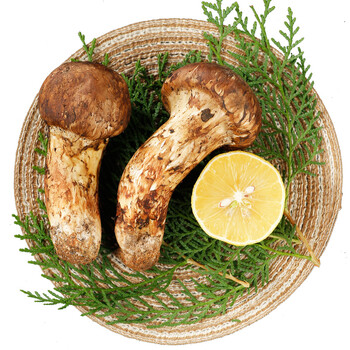 青沃 香格里拉野生松茸 新鲜食用菌菇 一级未开伞 500g 9-12cm