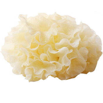 鲜银耳 新鲜银耳 古田 白木耳 雪耳 新鲜蔬菜 鲜活银耳 顺丰直达 6朵