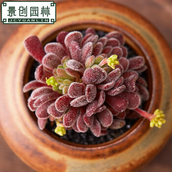 景创梦椿青锁龙多肉植物室内盆栽绿植花卉盆栽适合桌面摆放肉肉梦椿单头2cm 裸根不带土 图片价格品牌报价 京东