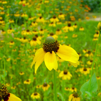 花先知松果菊种子种籽松果菊别名紫松果菊又名紫锥花紫锥菊草花种子草原松果菊种子 黄色 500克 1斤 图片价格品牌报价 京东