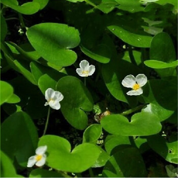 大叶心萍浮萍水草心形苹果萍非一叶莲水培植物净化水质会开小白花