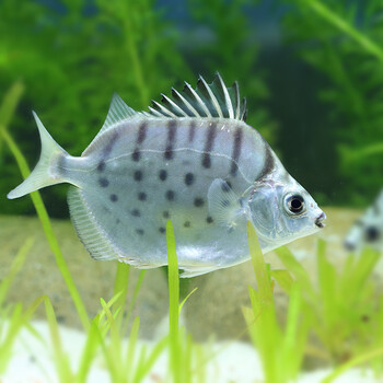 热带观赏鱼银鼓鱼大型鱼招财鱼风水鱼活体龙鱼缸配鱼宠物鱼1720 银鼓