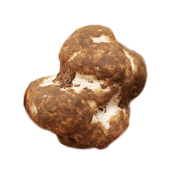 鲜蔓 新鲜云南野生菌白松露 500g