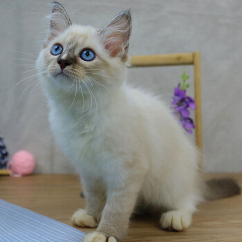 lauren上海猫舍 布偶猫活体 重点色布偶猫 可爱宠物猫 重点色仙女猫