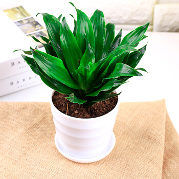 花卉 绿植 盆栽 室内 居家 桌面 阳台 办公室 植物 盆景 太阳神